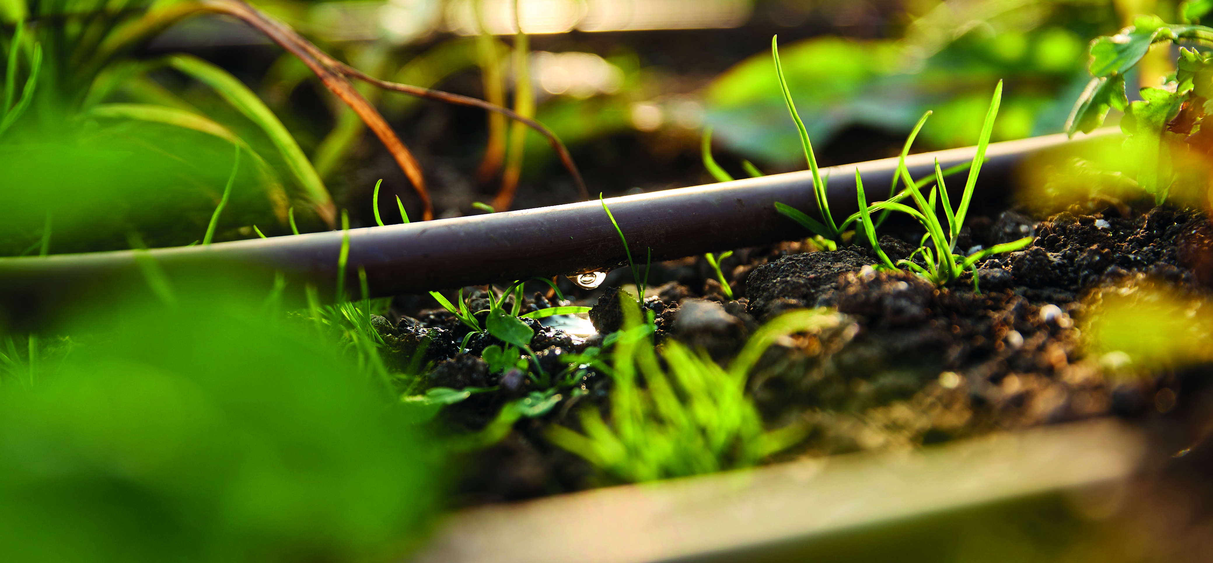 imagen riego por goteo